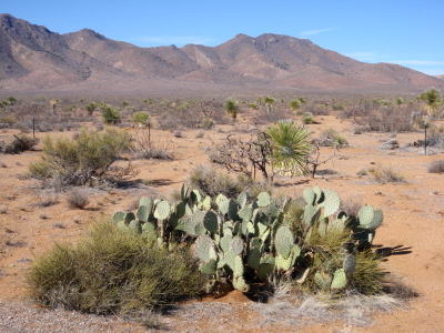 Prickly Pear Cactus.